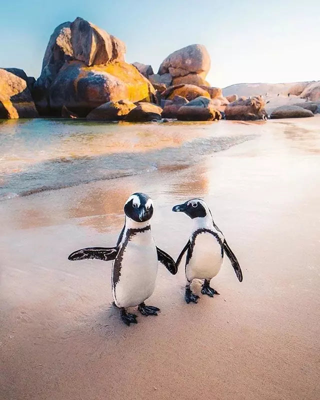 Пингвины Boulders Beach